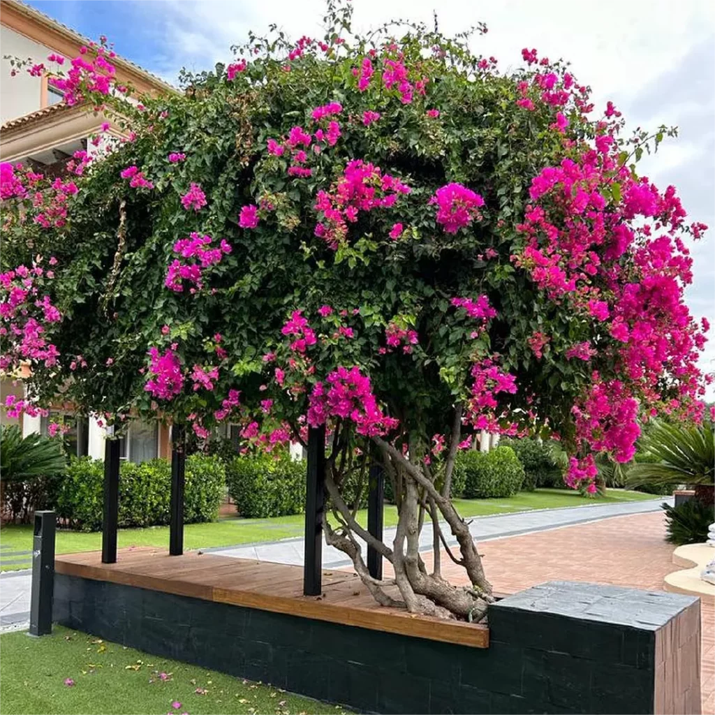 Galería de proyectos de Katya - Jardín Comunidad