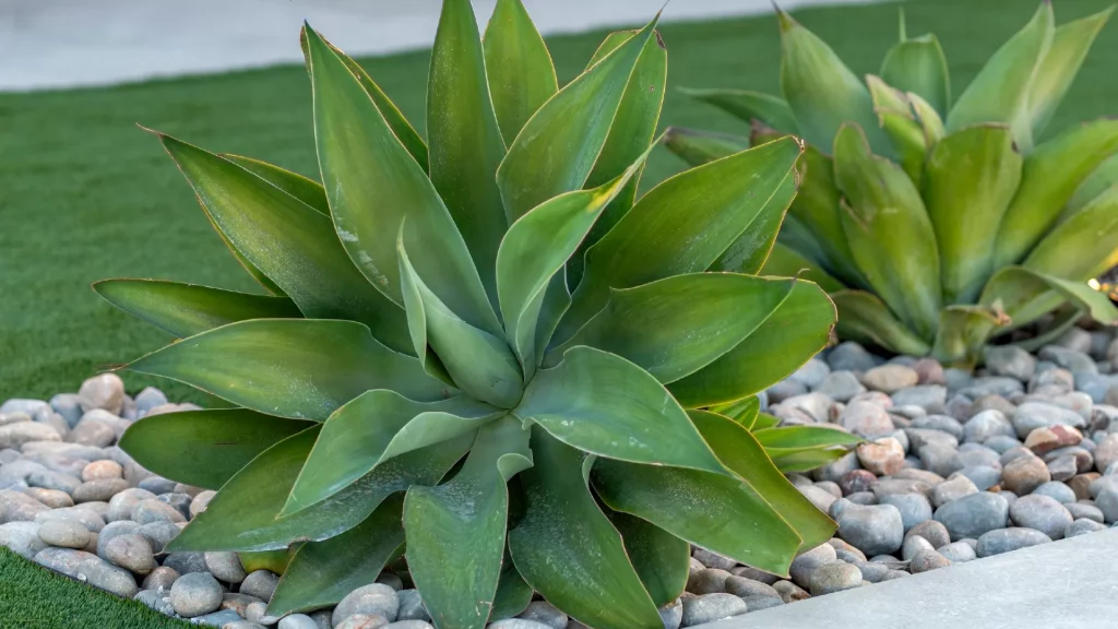 Portfolio - Proyecto paisajístico inspirado en un estilo mediterráneo - Detalle piscina